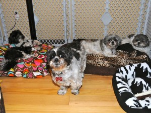 Four shih tzus