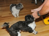 two shih tzus greeting dad.