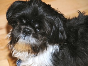 black and white shih tzu