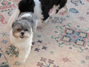 a shih tzu chasing another shih tzu.