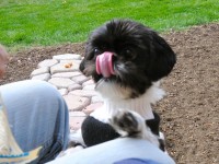 shih tzu with tongue out of mouth.