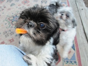 a shih tzu with a sweet potato and chicken treat in his mouth.