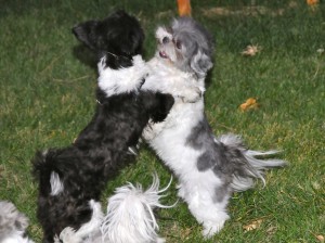 girl and boy dog friends