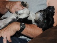 shih tzu in a lap.