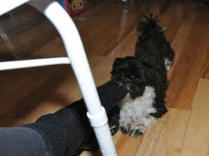 a shih tzu pulling a sock off. 