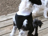 A shih tzu howling