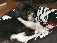 a shih tzu in his dog bed.