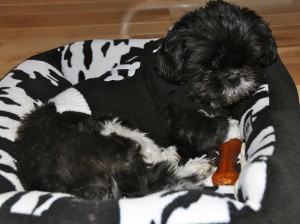 black and white shih tzu in black and white dog bed.