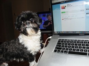 a black and white shih tzu on the computer. 