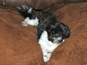 a shih tzu between two couch cushions.