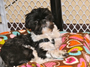 a black and white shih tzu on a dog bed. 
