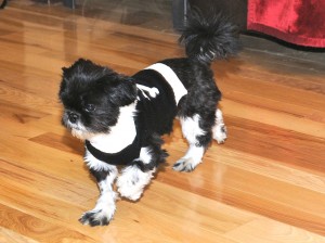 shih tzu in black sweater