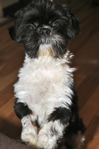 black and white shih tzu