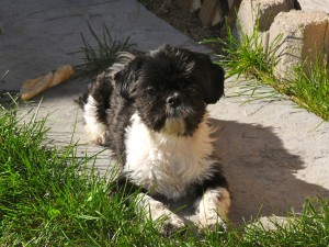 black and white shih tzu