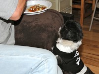 shih tzu begging for pizza.