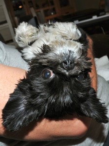 upside down black and white shih tzu