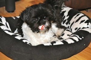 a black and white shih tzu in a black and white dog bed with red and white treat.