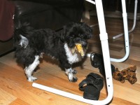 Nigel with dog treat in mouth