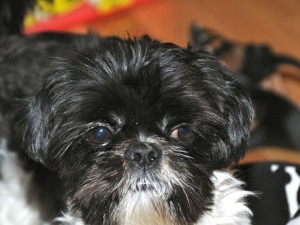 a black and white shih tzu