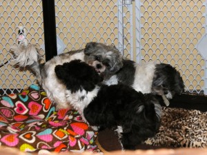 three shih tzus playing