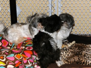 three shih tzus playing