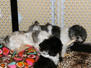 three shih tzus playing.