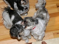 three shih tzus at bottom of stairs.