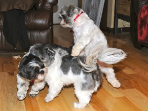 three shih tzus