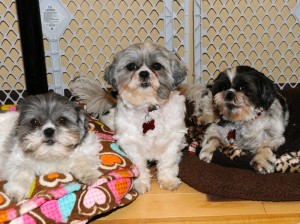 three shih tzus who are half sisters and former puppy mill mothers.