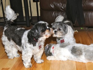 three shih tzus