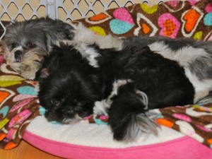 a male and female shih tzu lying on a pink dog bed. 