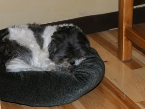 a shih tzu on a dog bed.