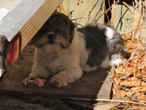 a shih tzu under a trailer with a dog treat. 