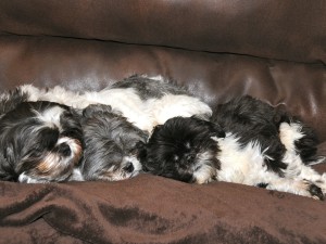 Dottie, Candy and Nigel shih tzu on the couch together.