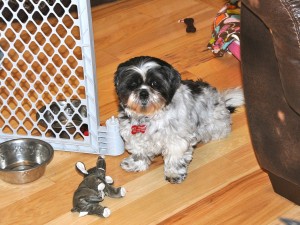 a shih tzu next to a stuffed elephant. 