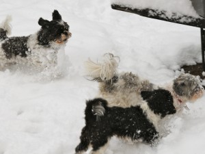 three shih tzus playing in the snow. 