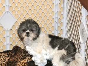 a shih tzu with snow frozen to her legs. 