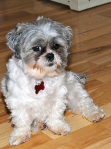 a shih tzu on a hardwood floor.