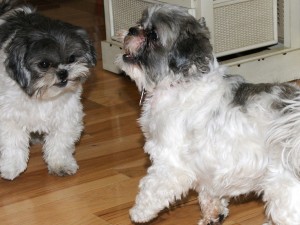 two shih tzus in conversation.