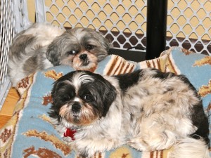 two shih tzus 