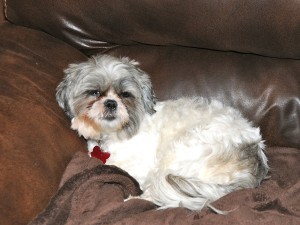 a shih tzu on a brown blanket on a couch.