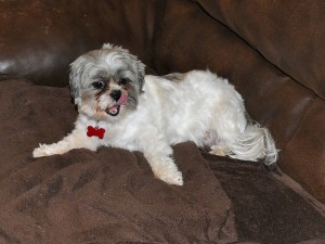 a shih tzu lounging on a couch.