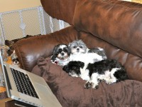 One shih tzu peeking around the corner and three shih tzus on the couch.