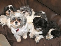 four shih tzus on a couch.
