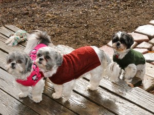 three shih tzus in sweaters