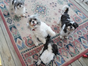 four shih tzus waiting for dog treats. 