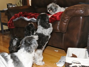 one shih tzu on a couch and three shih tzus on the floor.
