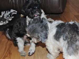 a black and white shih tzu and a grey and white shih tzu at play.