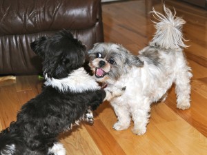 a black and white shih tzu and a grey and white shih tzu at play.