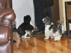 two shih tzu puppies greet their male human.